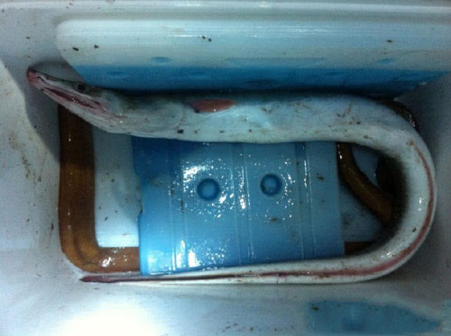 夜钓海鳗用什么饵,夜钓海鳗用沙蚕