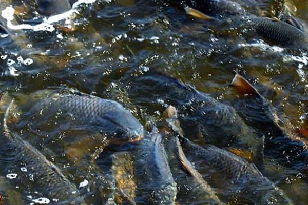 鱼缸养锦鲤养水的正确方法,鱼缸养殖的锦鲤怎么换水啊图解