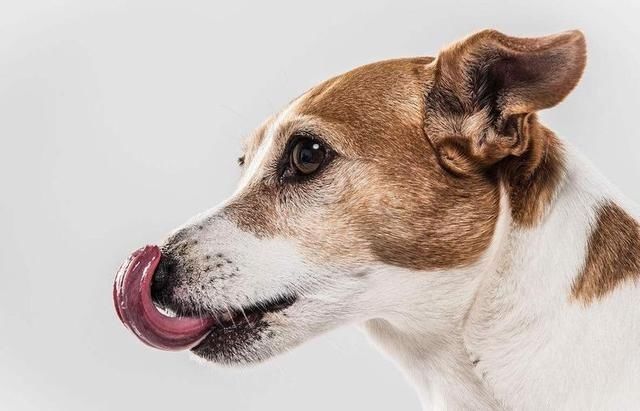 被狗咬十日观察法,被猫狗咬了十日观察法