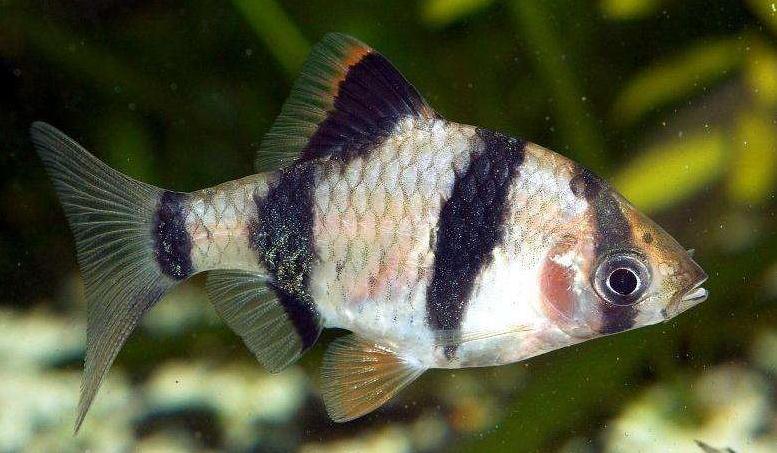 热带鱼虎皮鱼吃什么长得快,虎皮鱼怎么喂食最合理