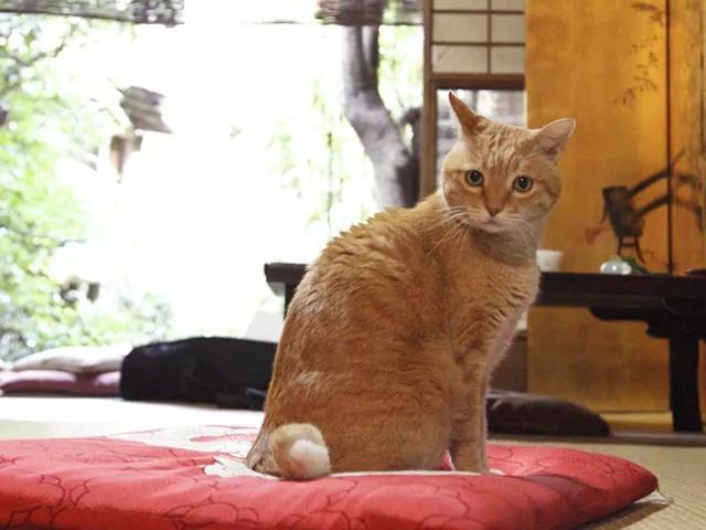 京都哪里的巧克力最好吃,京都牛奶巧克力