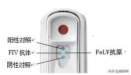猫白血病病毒（FeLV）感染≠猫白血病≠安乐死