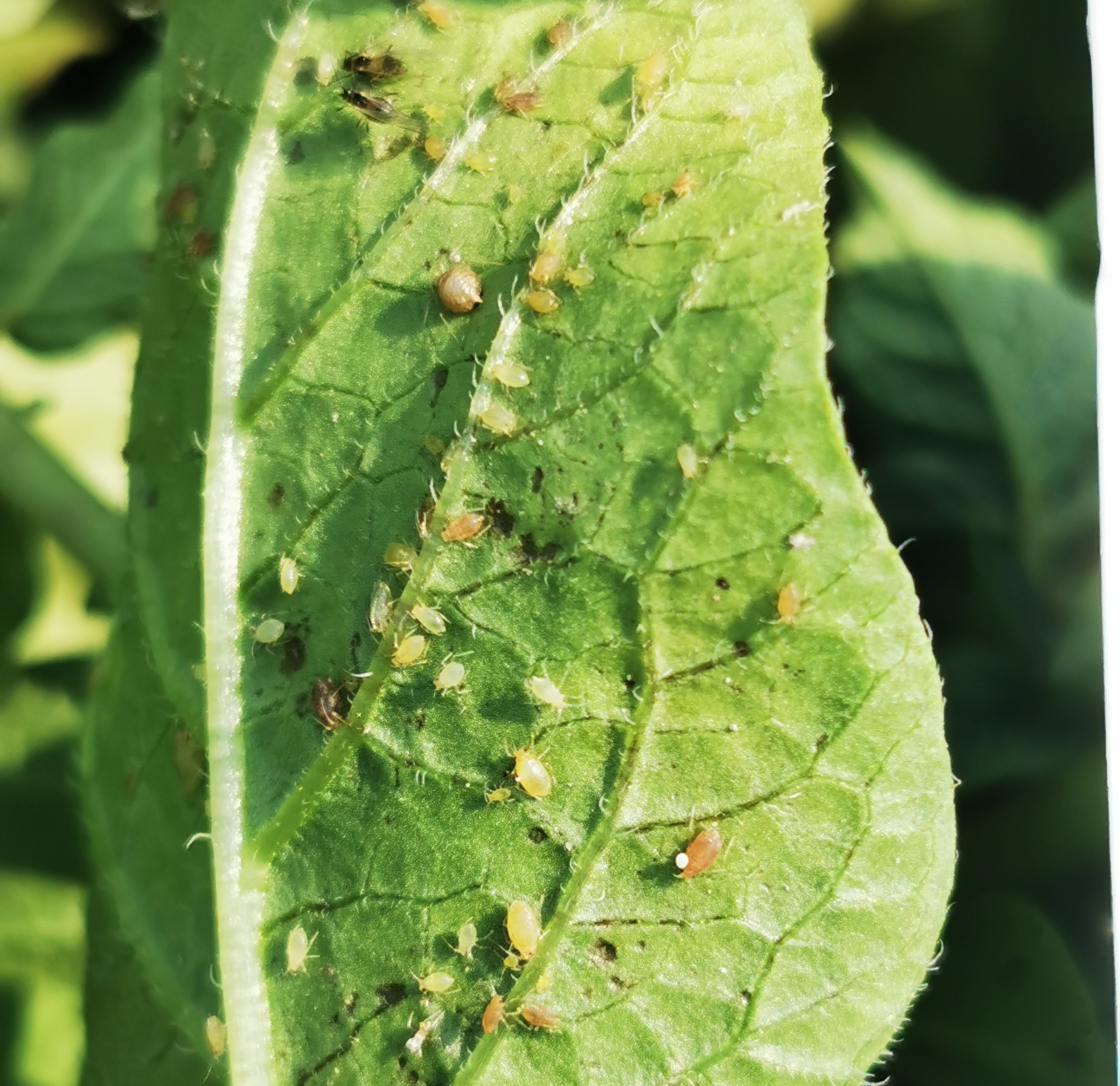马铃薯有蚜虫怎么办,马铃薯种植过程中出现的问题
