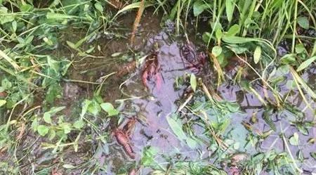 有没有吃了小龙虾身上起小水泡的,小龙虾尾部长水泡怎么防治