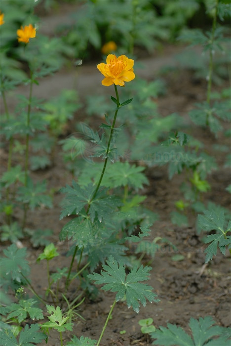 金莲花治儿童化脓性扁桃体炎,金莲花治扁桃体