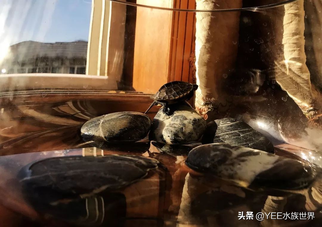 不冬眠的乌龟是什么品种,不冬眠的乌龟怎样过冬