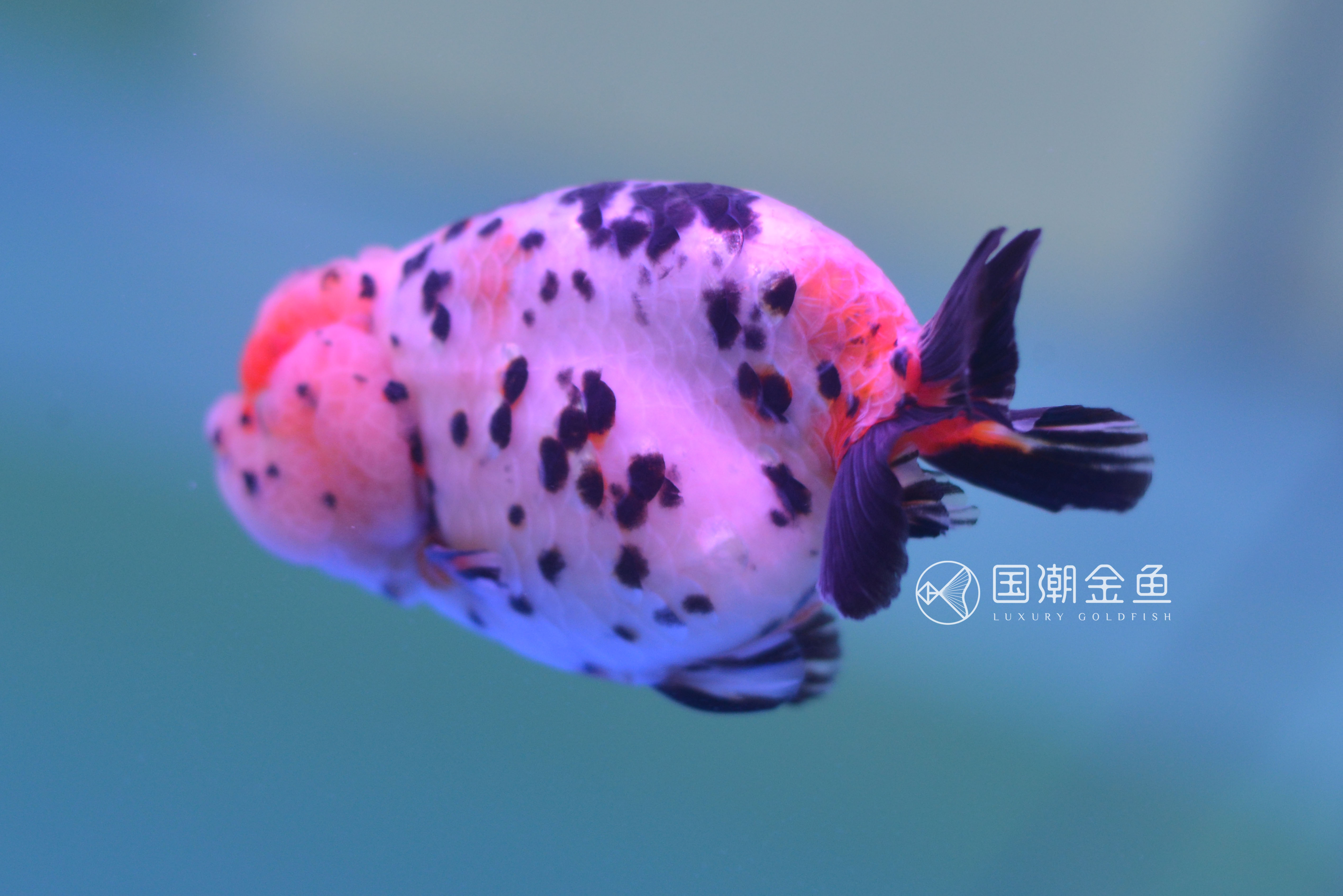 如何提高刚买回金鱼的存活率,家养金鱼怎么死亡率少