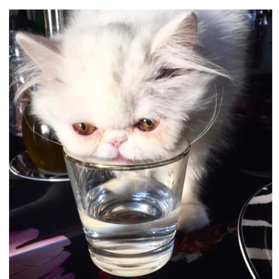 猫咪胡须弯了是病么,猫咪疲劳的表现