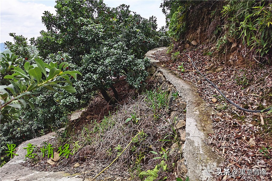 石公山杨梅基地,杨梅山杨梅基地