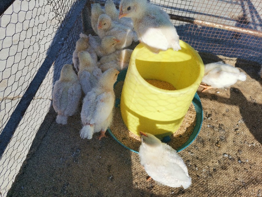 养鸡场小鸡怎么脱温的,雏鸡湿度管理图解