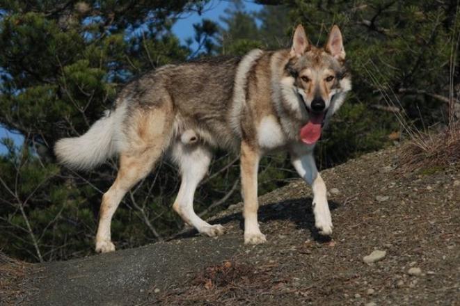 只有富人才能买的狗,只有土豪才养得起的狗