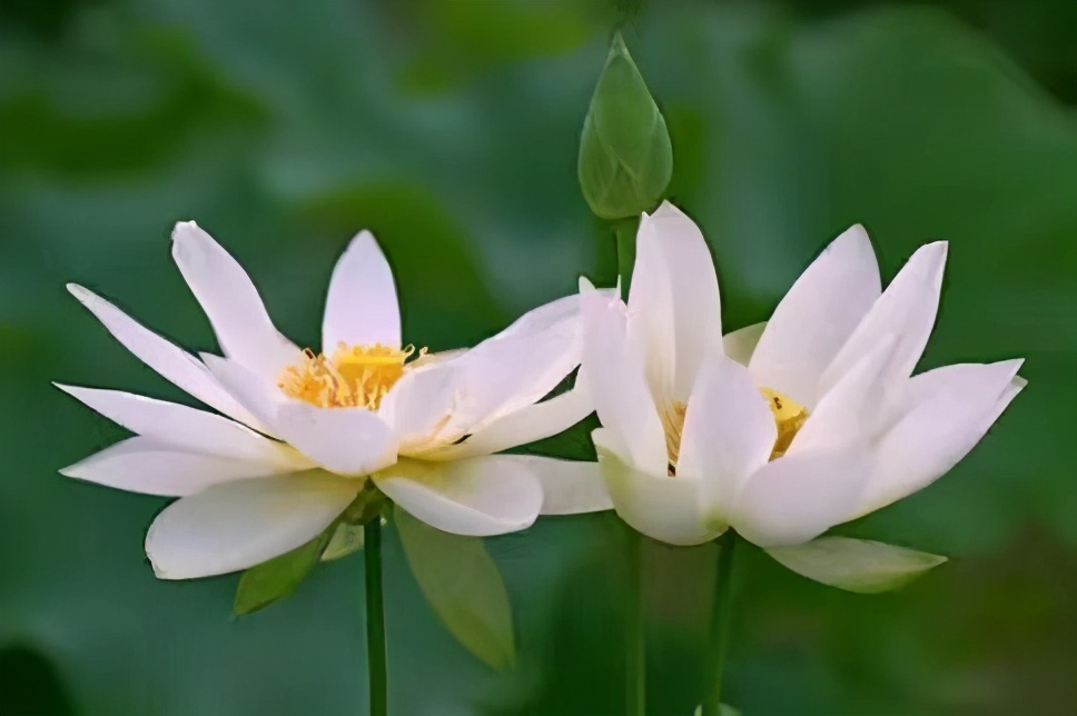 如果失去了爱人怎么办,如果失去爱人余生怎么过