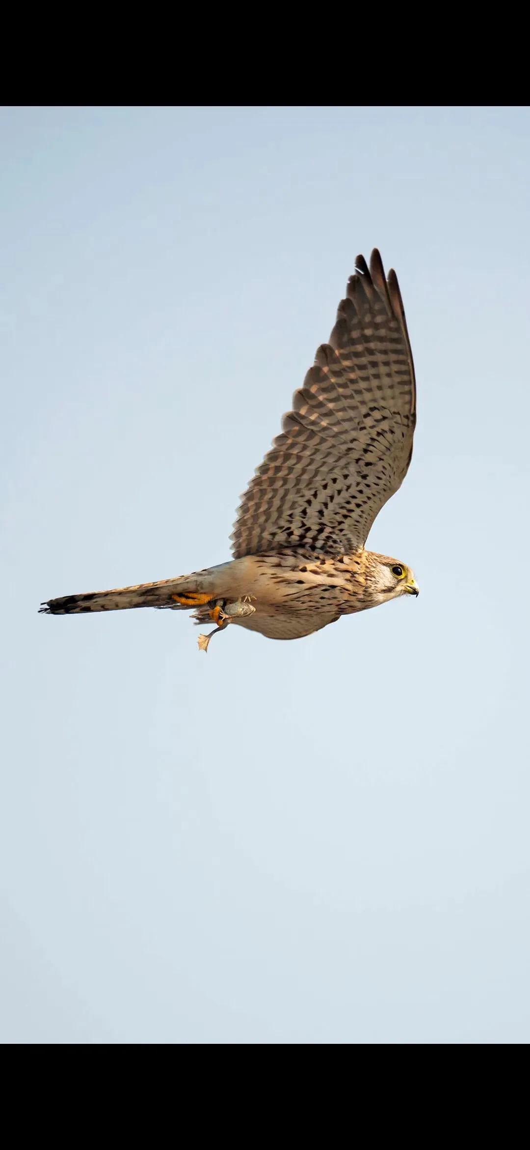 博士延期毕业影响找工作吗,博士延期毕业怎么解决