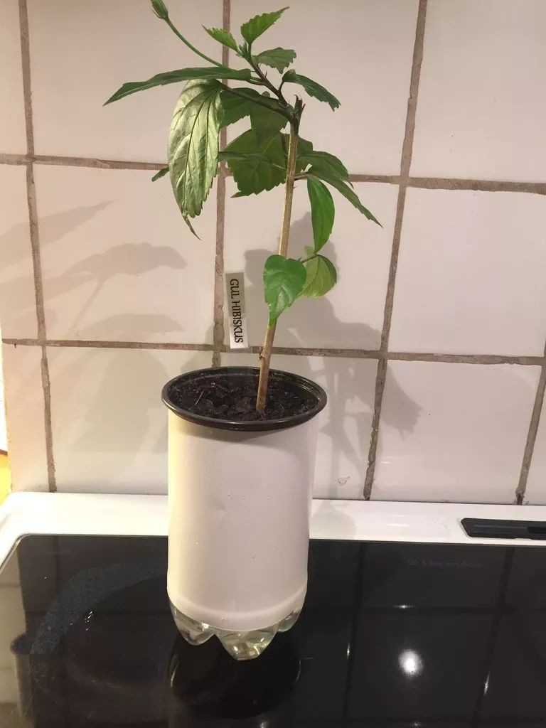 汽水瓶做花盆大全,油瓶自制懒人花盆自动吸水