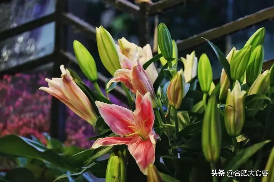 <html>
<head><title>502BadGateway</title></head>
<body>
<center><h1>502BadGateway</h1></center>
<hr><center>nginx</center>
</body>
</html>
<!--apaddingtodisableMSIEandChromefriendlyerrorpage-->
<!--apaddingtodisableMSIEandChromefriendlyerrorpage-->
<!--apaddingtodisableMSIEandChromefriendlyerrorpage-->
<!--apaddingtodisableMSIEandChromefriendlyerrorpage-->
<!--apaddingtodisableMSIEandChromefriendlyerrorpage-->
<!--apaddingtodisableMSIEandChromefriendlyerrorpage-->
