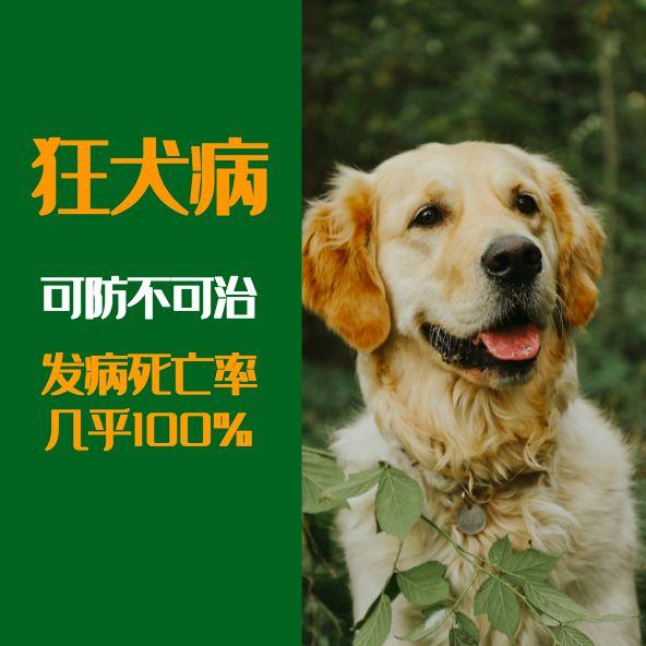 被狗舔了裤子不洗会感染狂犬病吗,被什么狗咬伤会得狂犬病
