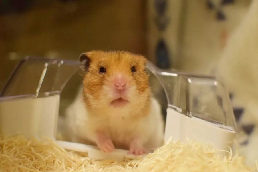 仓鼠为什么要吃掉自己的粑粑,仓鼠为什么吃掉自己的粑粑