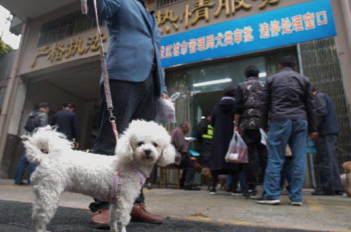 什么都能治的宠物医生,了不起的宠物医生观后感