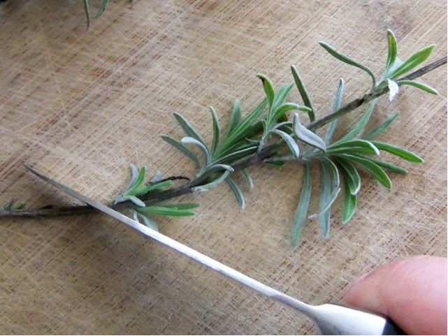 薰衣草扦插方法图解简单易学,羽叶薰衣草扦插繁殖方法视频