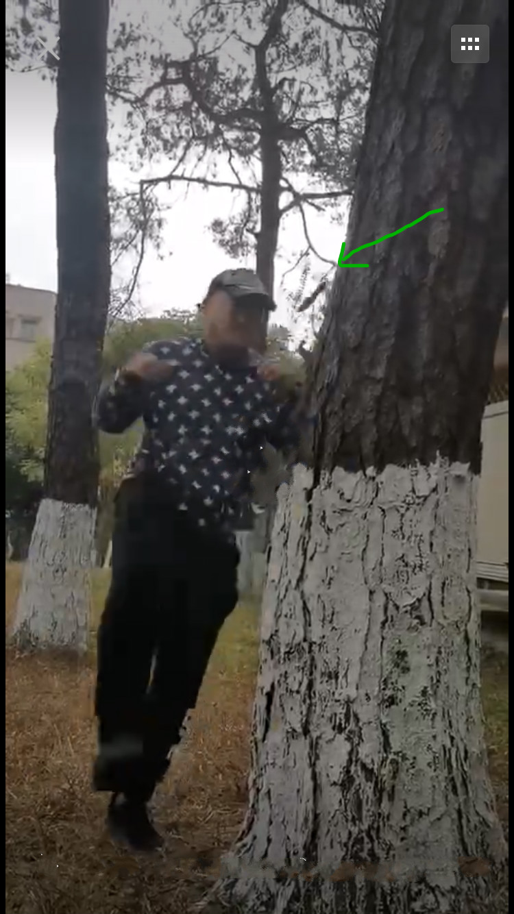 传武田野苦练里合腿绝技，踢飞树皮威慑太极雷雷，二战值得期待