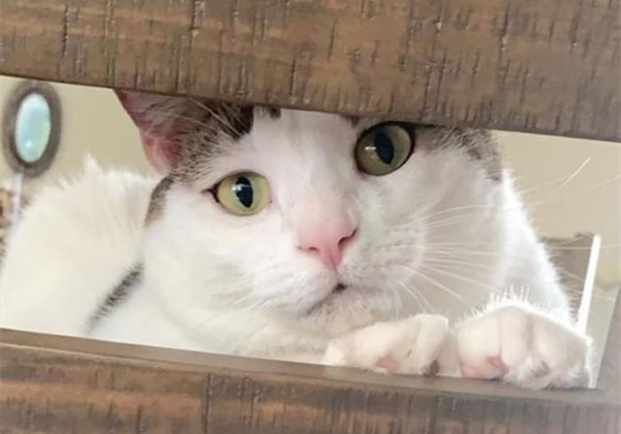 没有屁屁的猫,没有屁股的猫咪