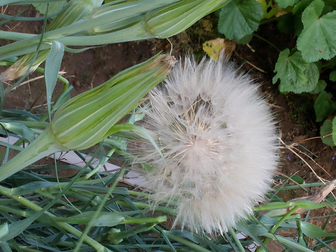 野生路边菊图片大全,农村山上的那种黄色的野菊花