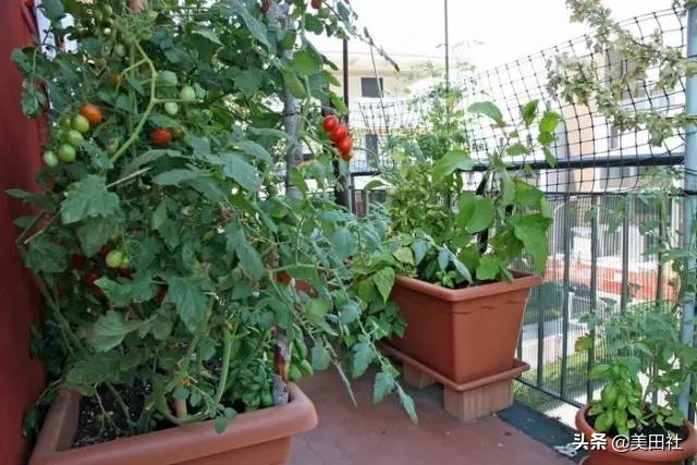 怎样在纸上种菜,纸上种菜的技术很简单