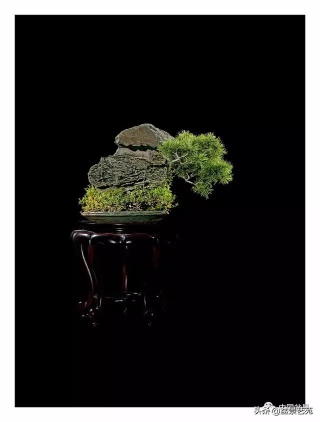 玩盆景必备栽种知识,观赏盆景的意境