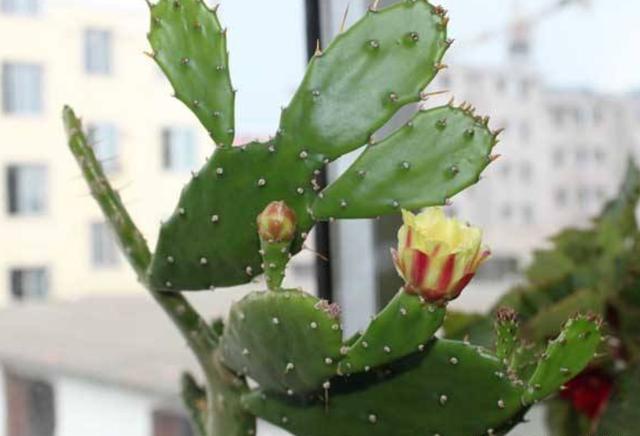 仙人掌长了黑斑怎么办,仙人掌起红斑点怎么治