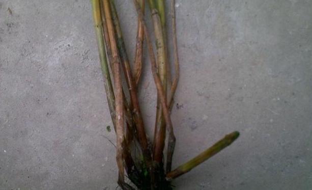 马蹄枯萎病症状,马蹄干枯病的防治方法