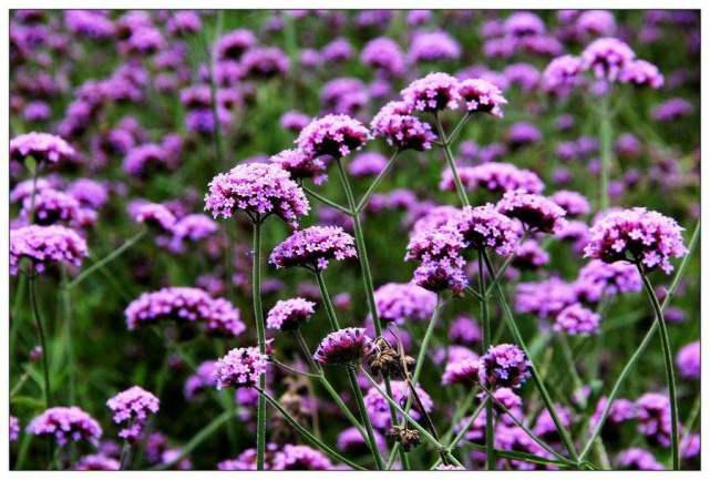 各个属相的幸运植物,十二属相的吉祥植物是什么