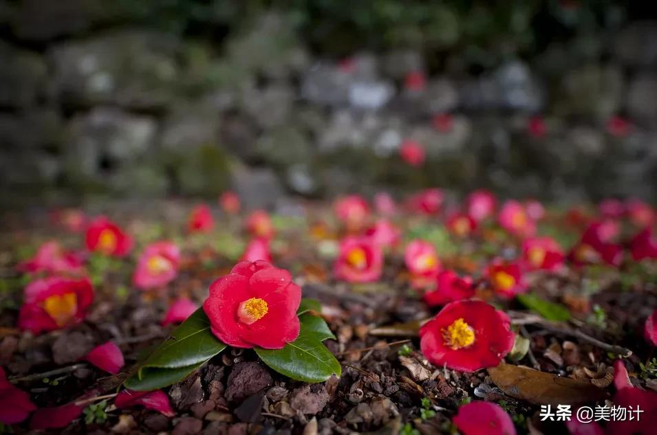 有冬要来有雪入怀泣不成声,有冬要来有雨入怀