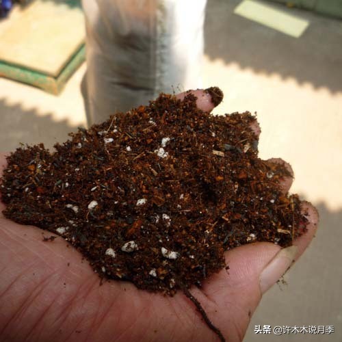 月季花苗怎么种不活,月季盆栽的种植方法和注意事项