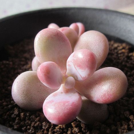 夏季桃蛋如何度夏,多肉桃蛋徒长了怎么办