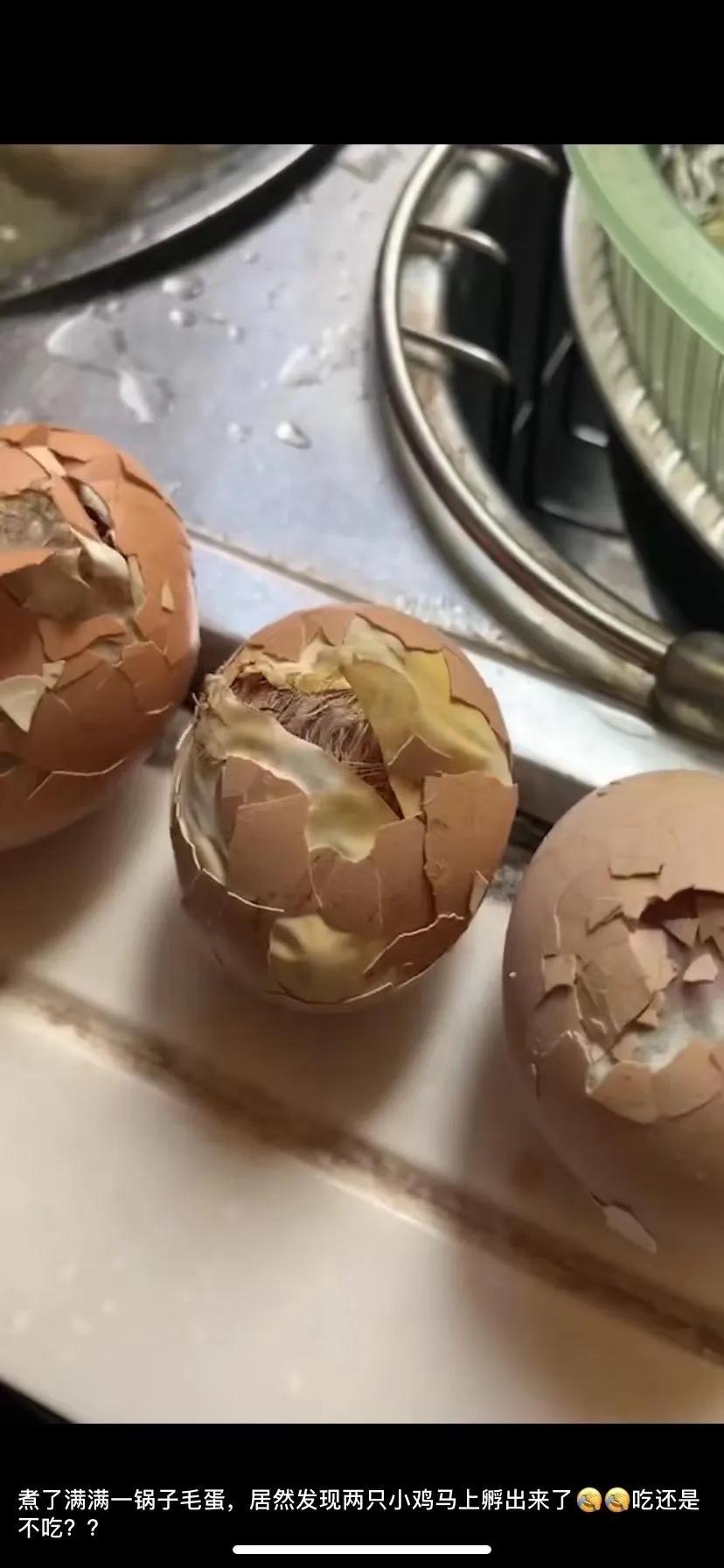 上海吃毛蛋吃出了一只小鸡,长得那么像公鸡,为什么会下蛋?