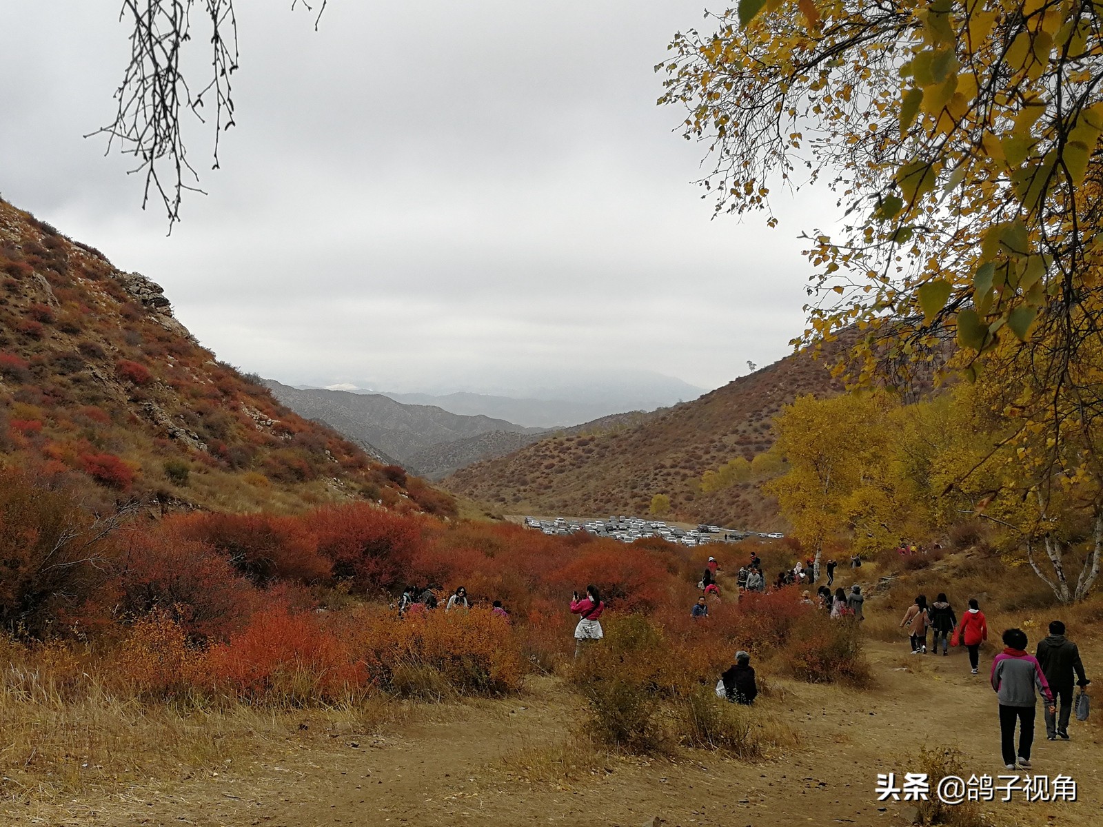 深秋兴安落叶松,深秋落叶的层林尽染美景图片