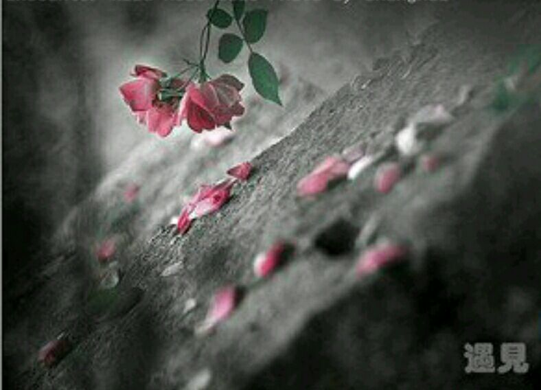 山有木兮木有枝的歌曲,山有木兮木有枝的背景音乐