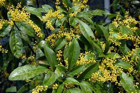 米兰花怎样养才能使它花更香些,米兰花怎样养才能开得更茂盛