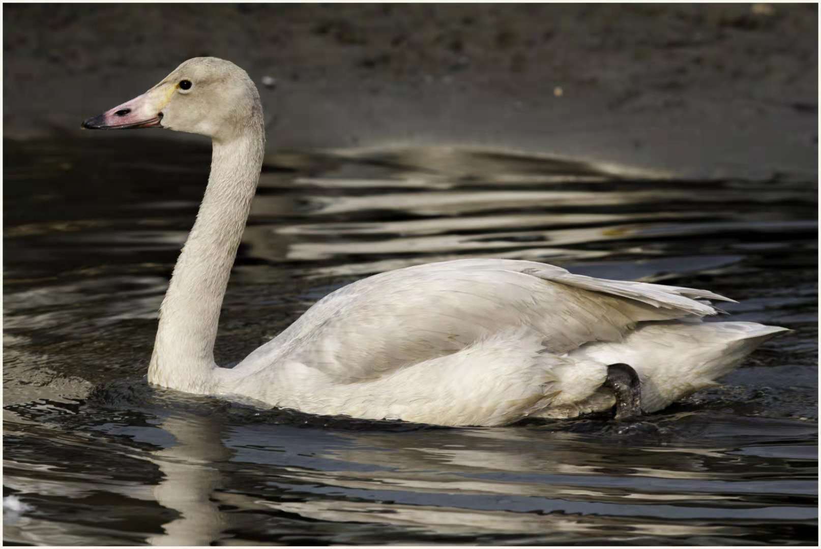 小天鹅灰,小天鹅灰鹅