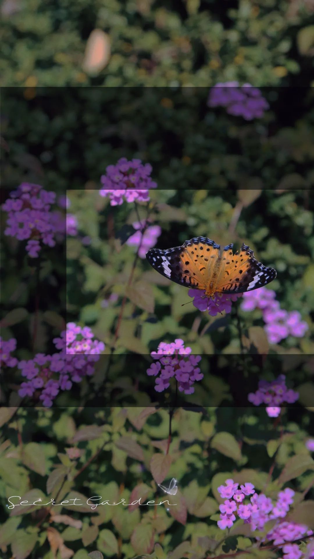 上海最美秋景,上海哪些公园可以拍秋景