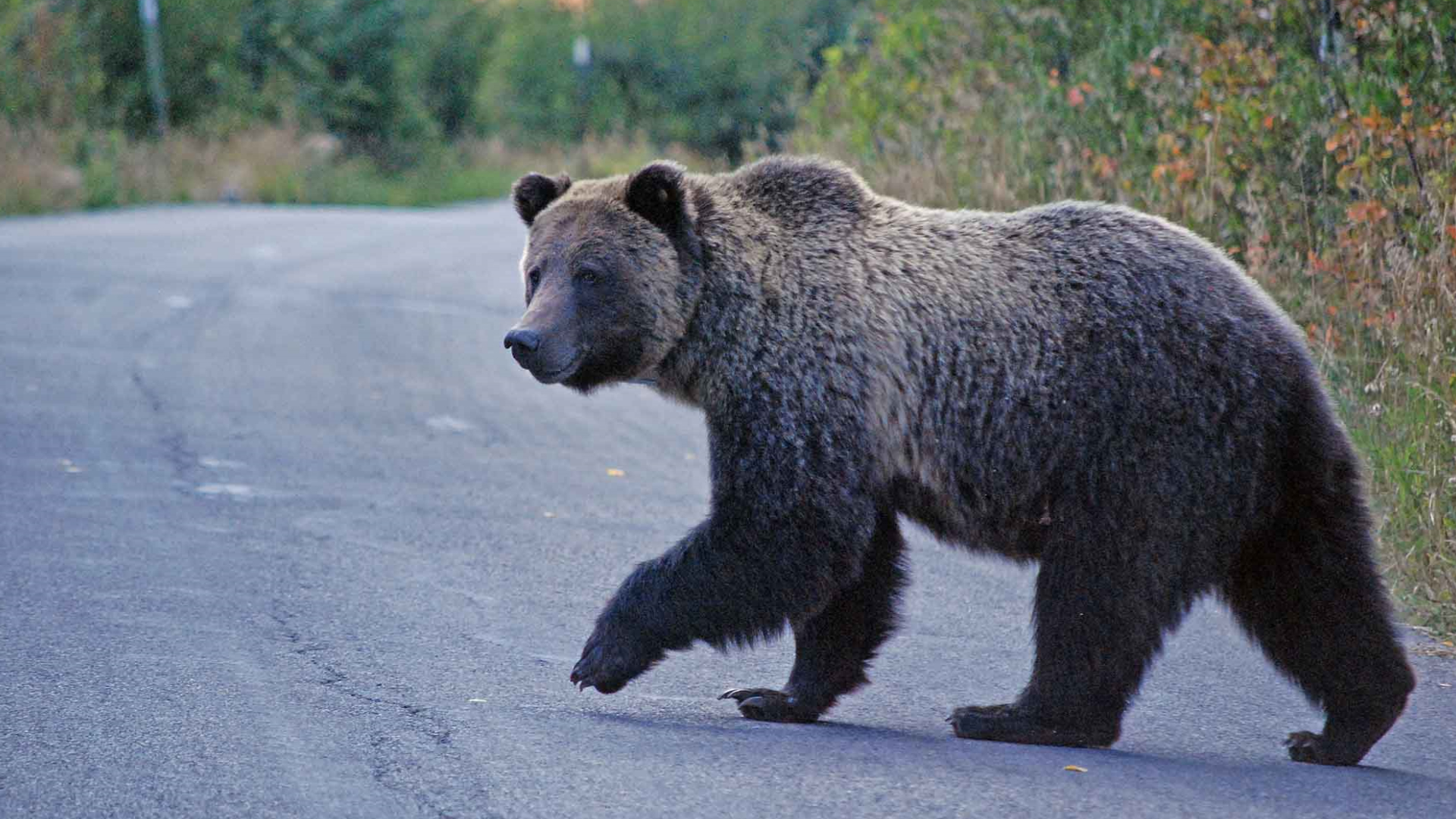 最强的棕熊和北极熊谁更厉害,十大顶级掠食者动物