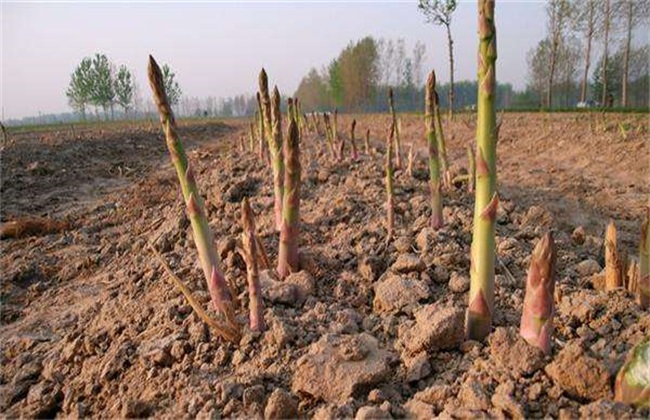 芦笋是春季蔬菜吗,芦笋春季采摘的技巧