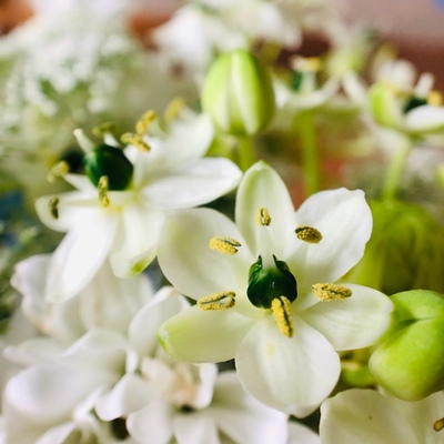 自在的旅人、敏感的心!盆栽天鹅绒