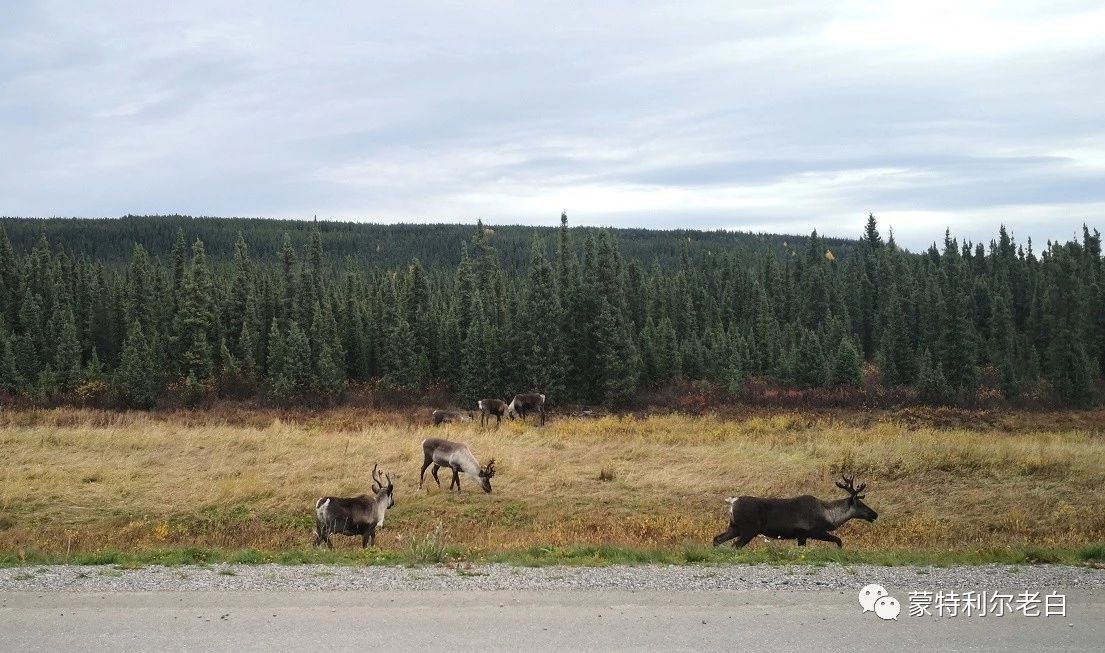跟着老白行走加拿大，育空Watson Lake、BC省Northern Rockies