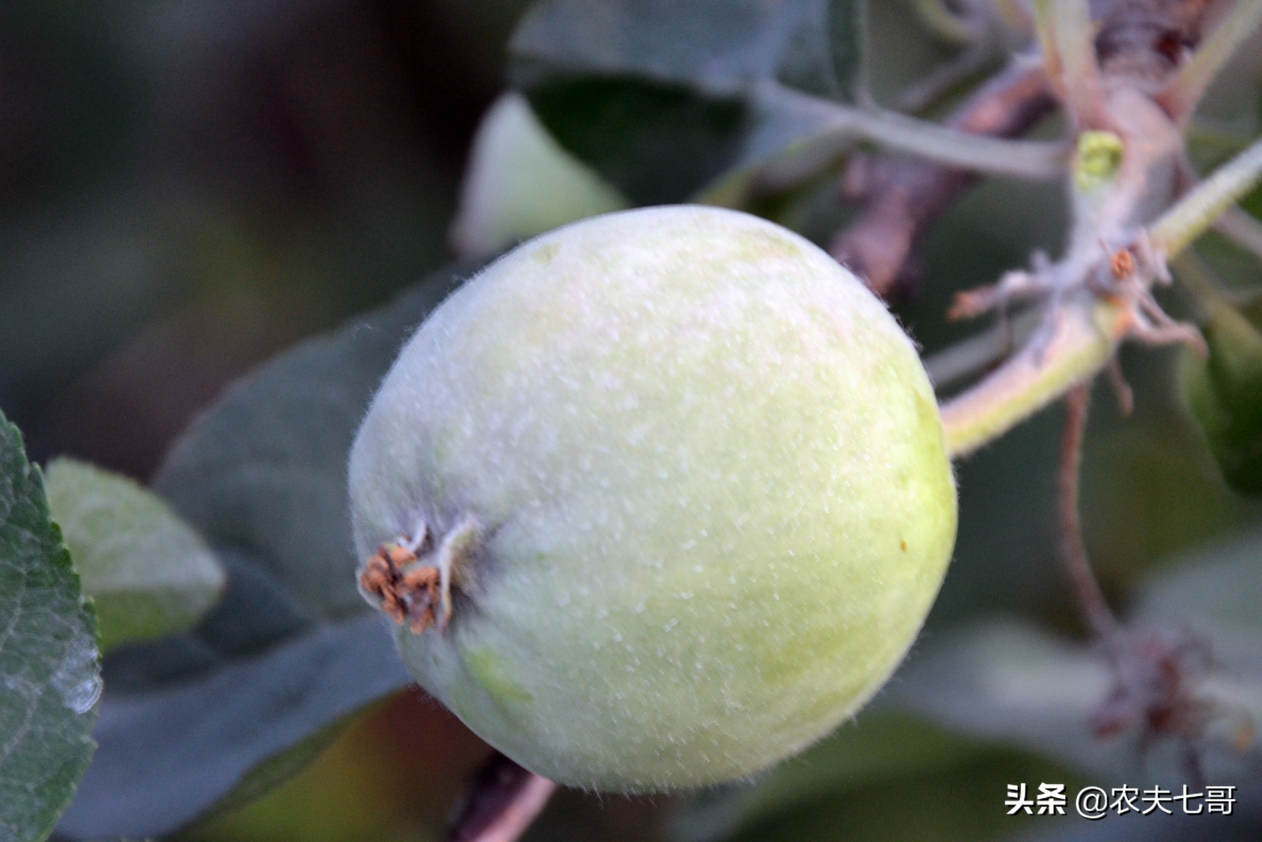 苹果整体提高亮度方法,苹果品质提升