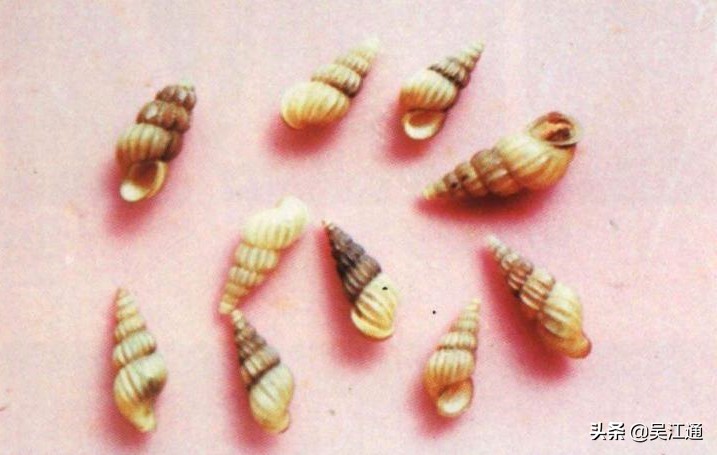 鎴戠粡鍘嗙殑鐤儏,鎴戠粡鍘嗙殑鎶楃柅鏁呬簨