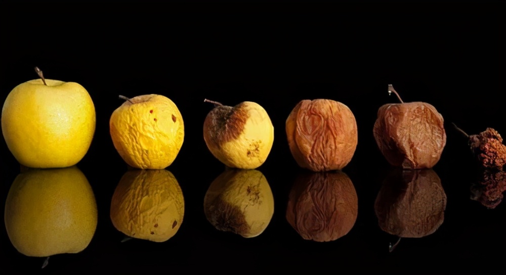 人死火化是浪费资源？动物死了进入生态循环，人类却打破自然规律