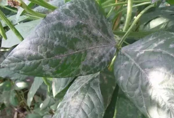 白芨病害及防治,白粉病用药防治