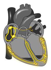 心脏使用说明及保养,心脏用药记忆口诀