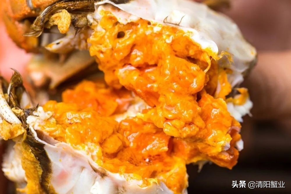 怎么分出公蟹和母蟹的区别,如何选公蟹和母蟹的区别